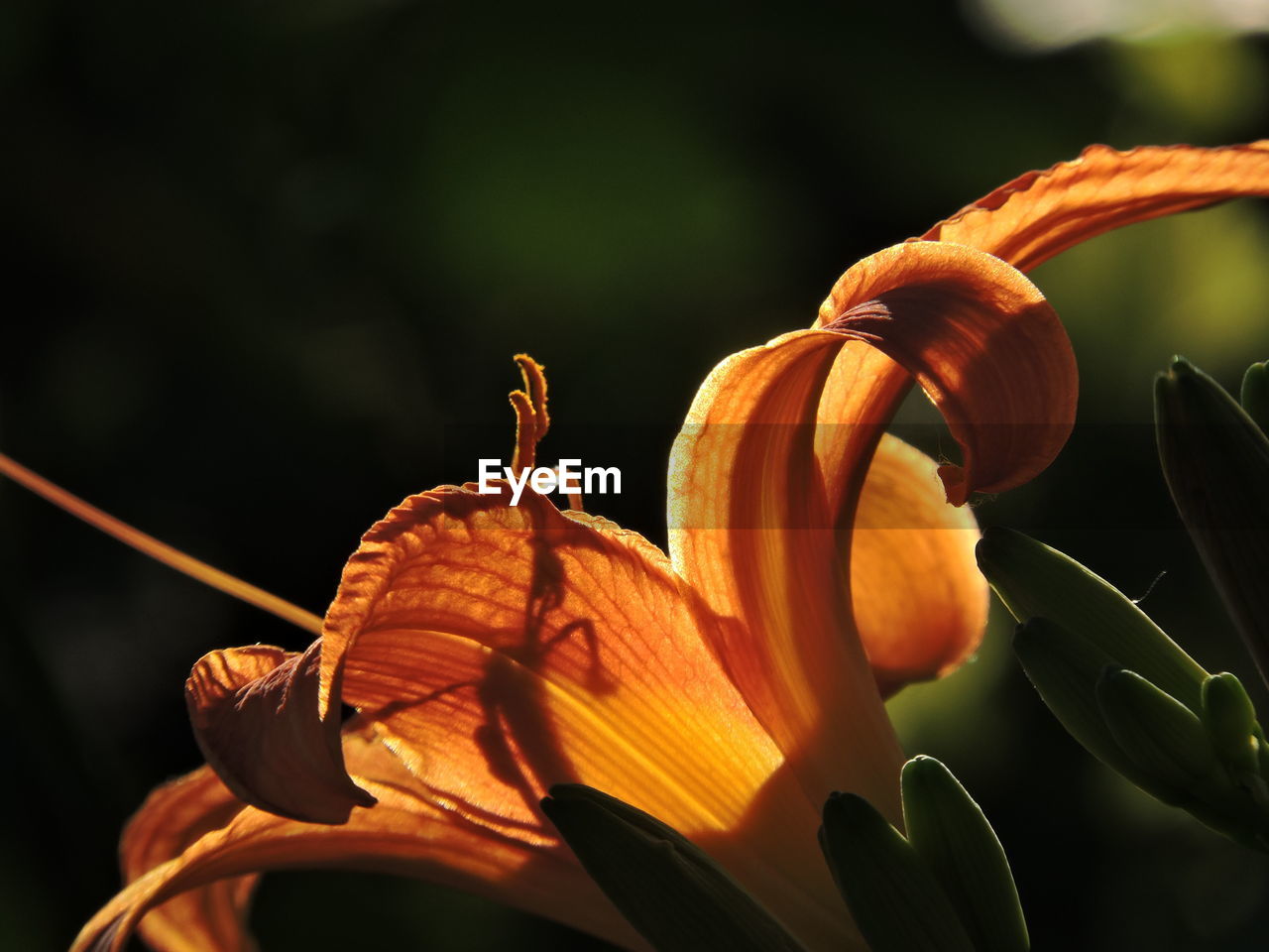 Close-up of orange day lily on plant
