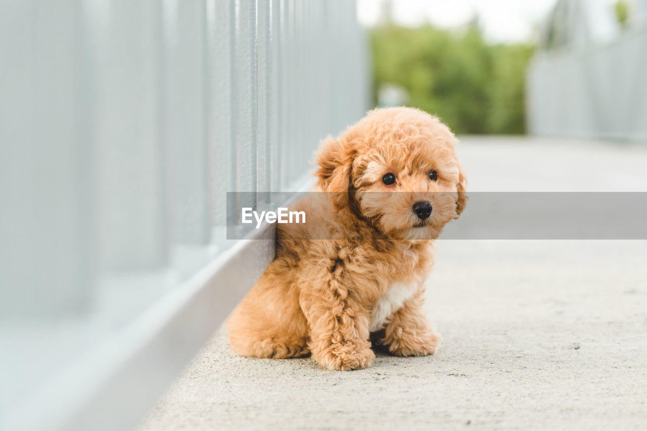 Brown white poodle puppy sitting on the floor