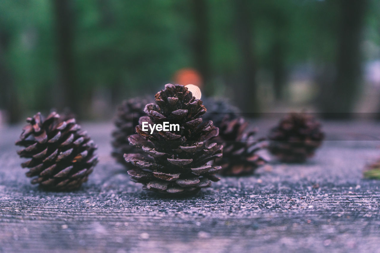 Close-up of pine cones on tree stump