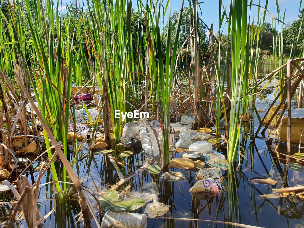 CLOSE-UP OF PLANTS GROWING ON LAND