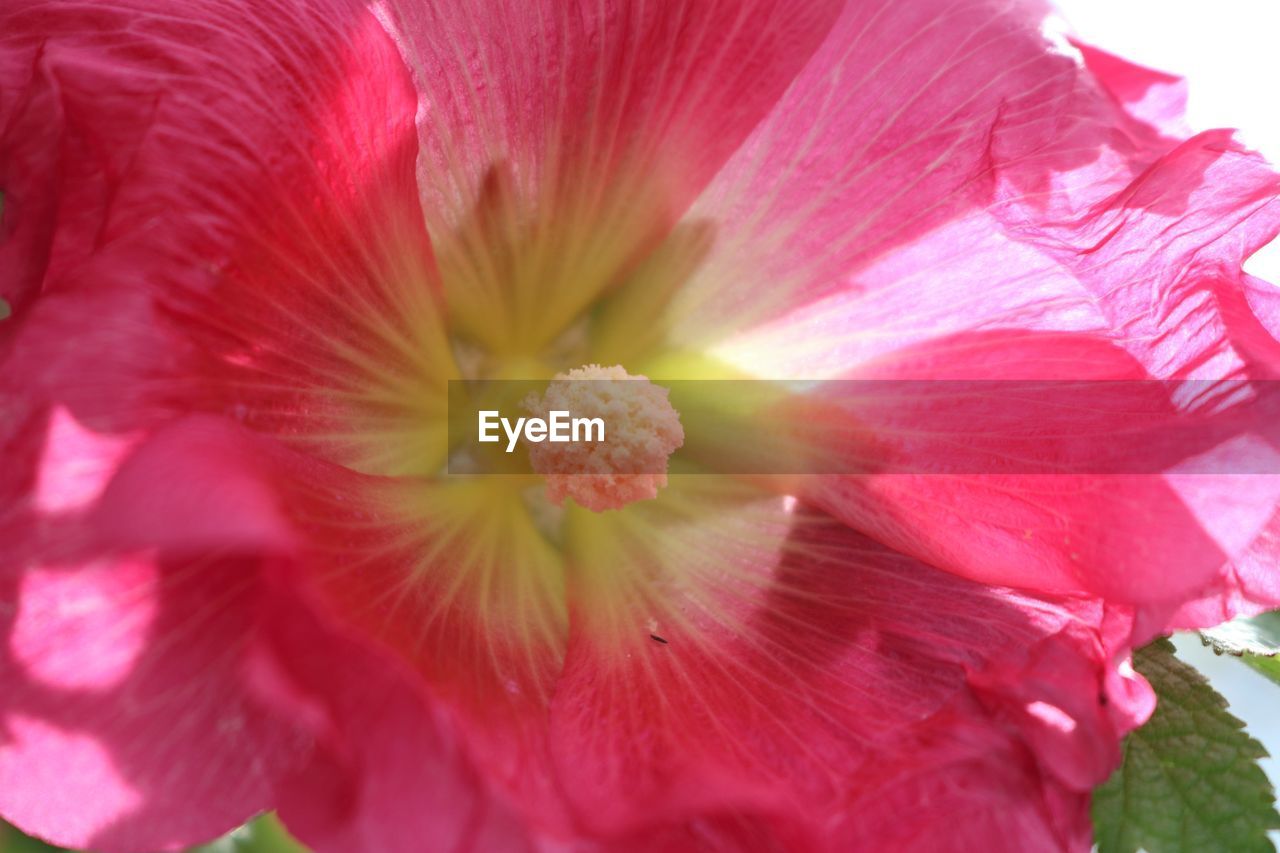 CLOSE-UP OF PINK FLOWERS BLOOMING