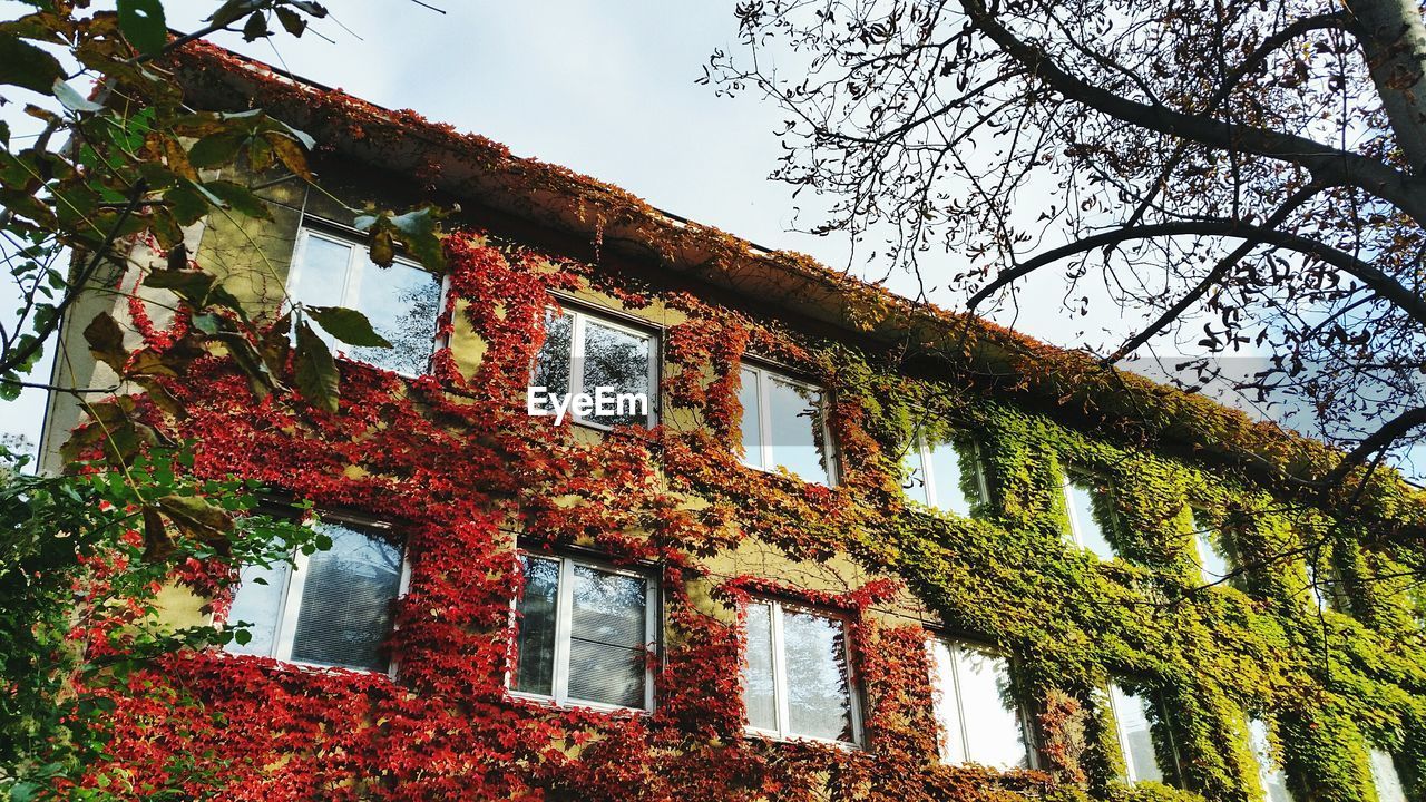 LOW ANGLE VIEW OF IVY ON BUILDING