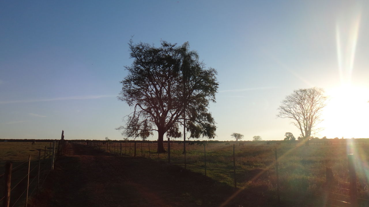 SUN SHINING THROUGH TREES ON FIELD