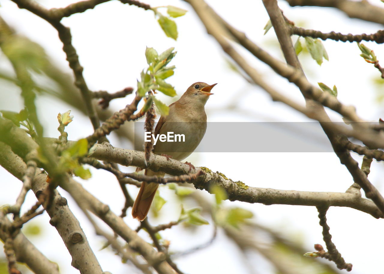 LOW ANGLE VIEW OF BIRD PERCHING ON TREE BRANCH