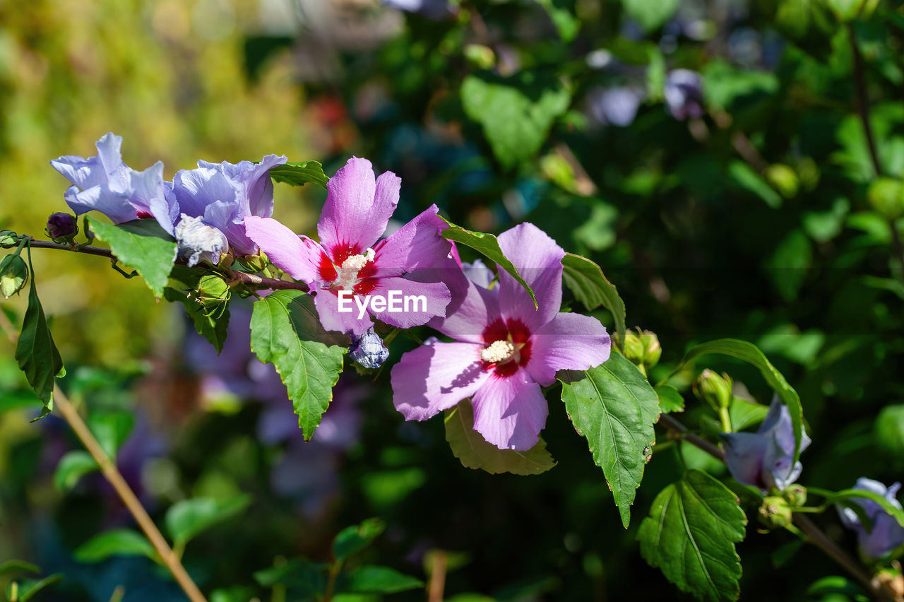 flower, flowering plant, plant, nature, beauty in nature, blossom, freshness, plant part, leaf, pink, close-up, wildflower, botany, summer, flower head, multi colored, springtime, petal, inflorescence, outdoors, macro photography, fragility, no people, botanical garden, growth, travel destinations, green, shrub, focus on foreground, tourism, travel, tree, purple, sunlight, branch, environment, social issues, garden, food and drink