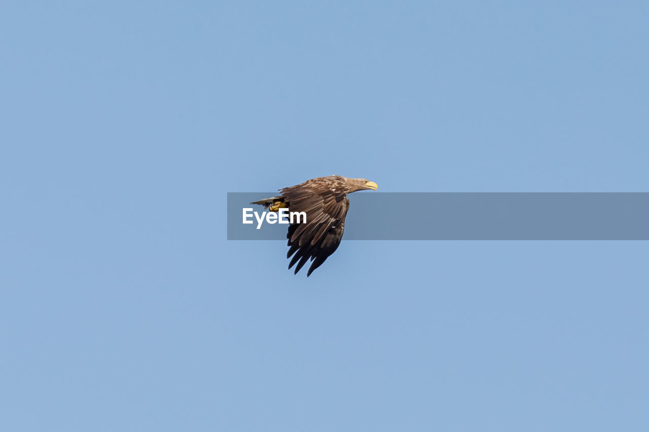 LOW ANGLE VIEW OF EAGLE FLYING AGAINST SKY