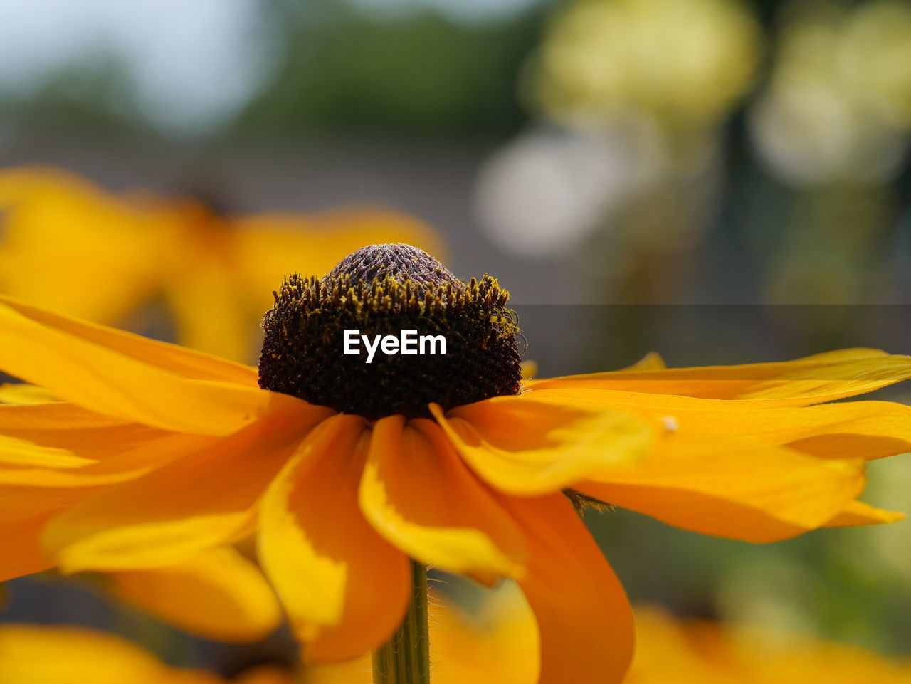 Close-up of yellow daisy flower