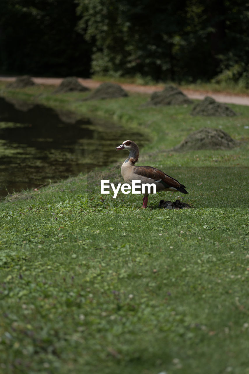 SIDE VIEW OF A BIRD ON GRASS