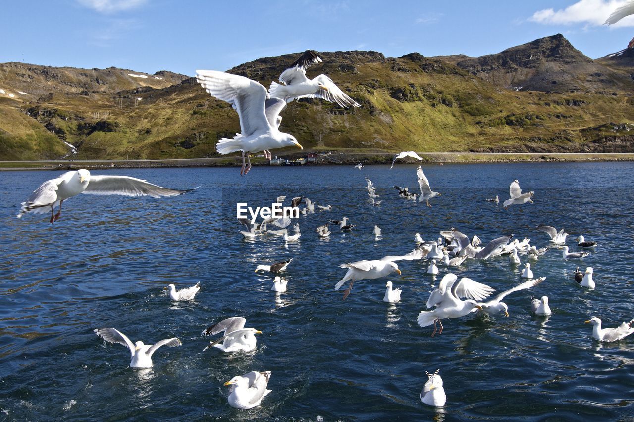 Seagulls flying over lake