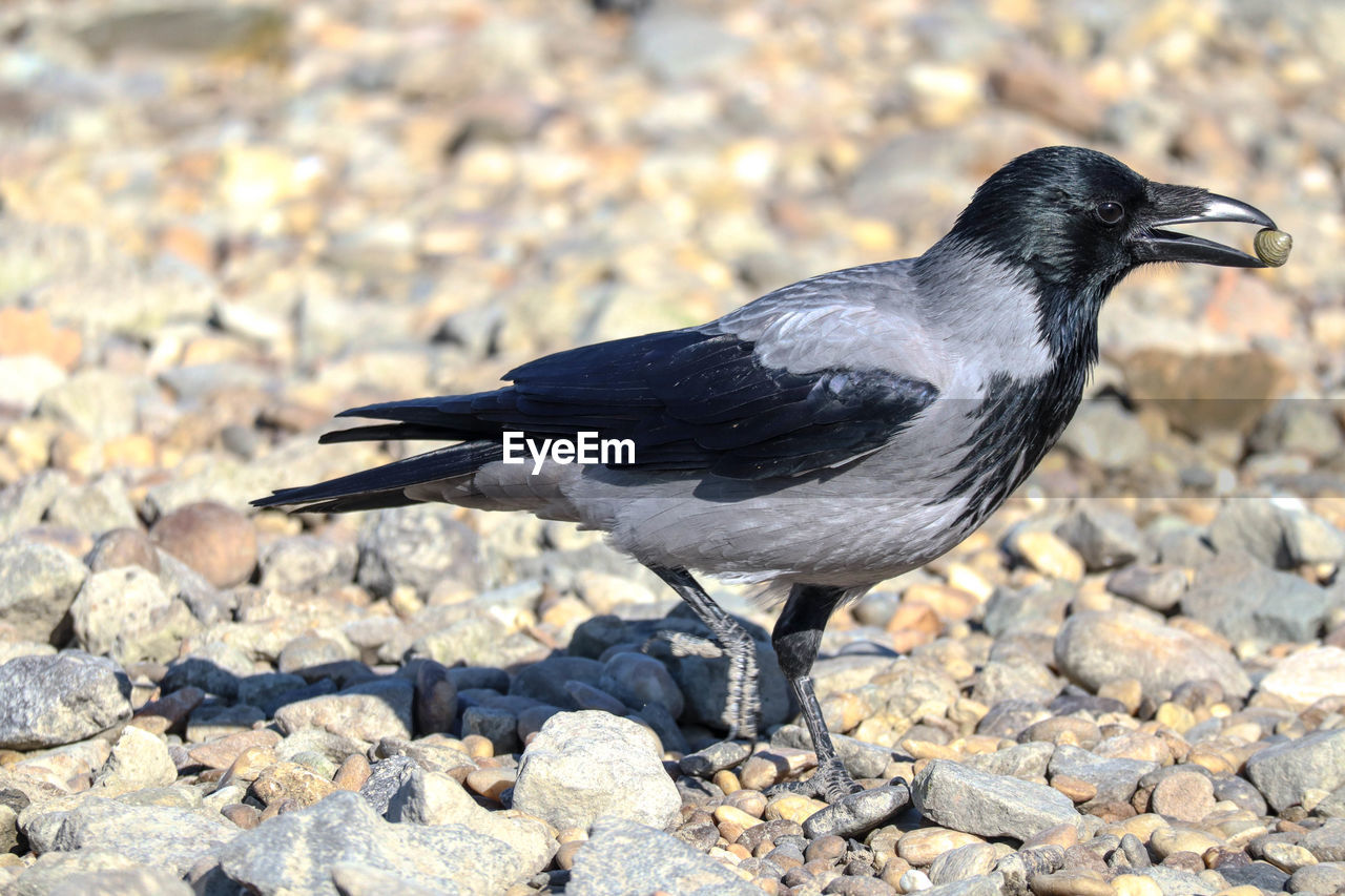 Hooded crow the thief
