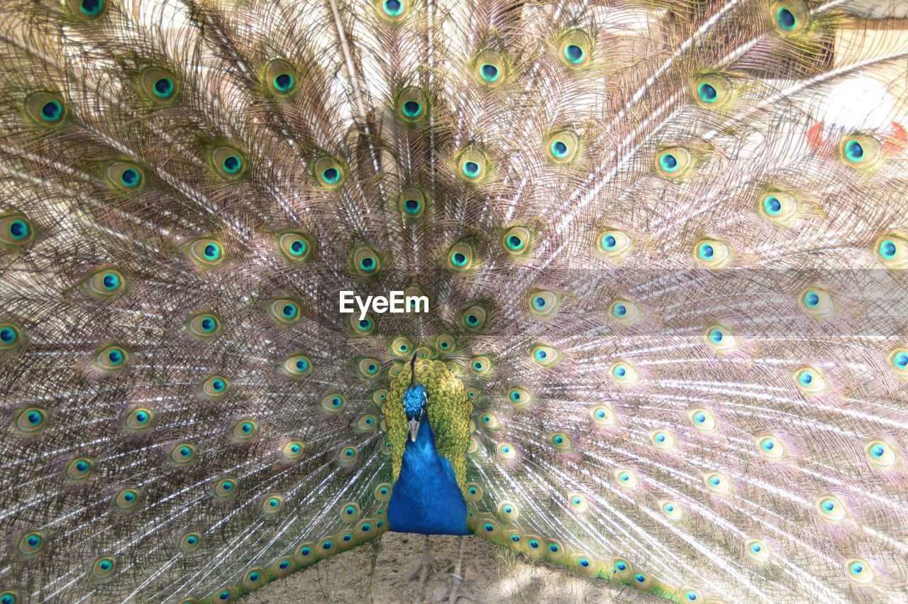 CLOSE-UP OF PEACOCK