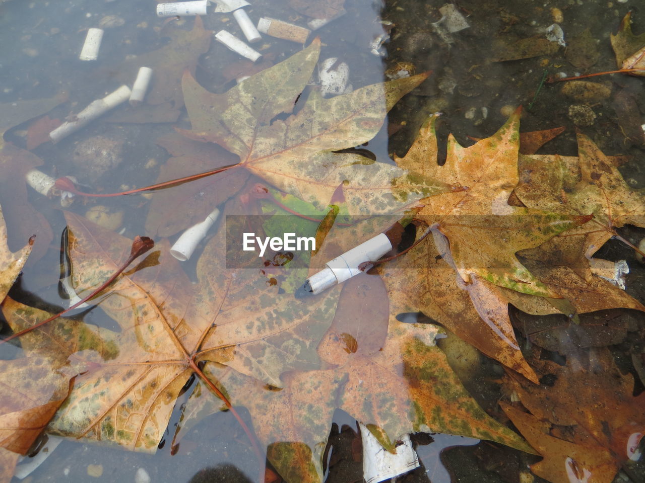 High angle view of cigarette butts and leaves in puddle