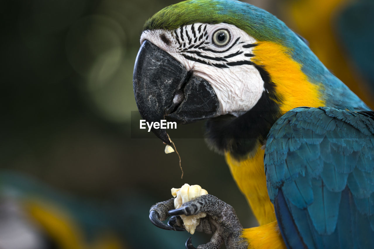 Close-up of a parrot eating corn