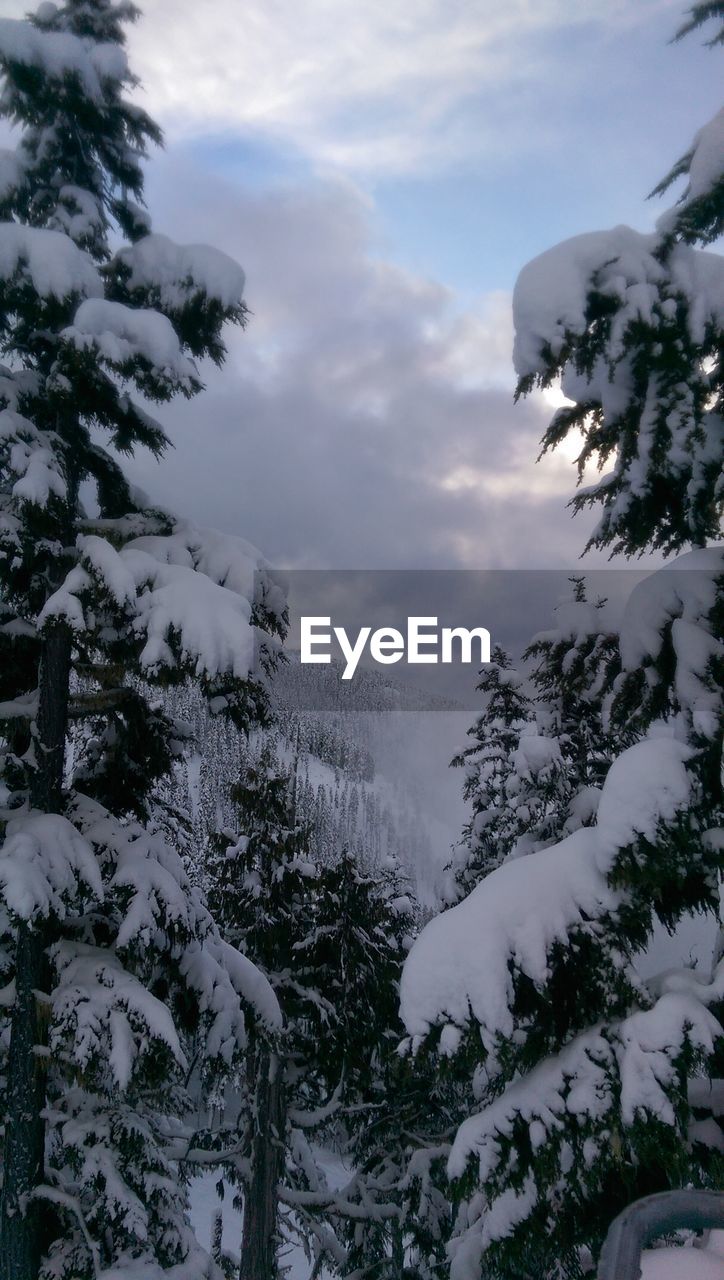 LOW ANGLE VIEW OF TREES AGAINST CLOUDY SKY