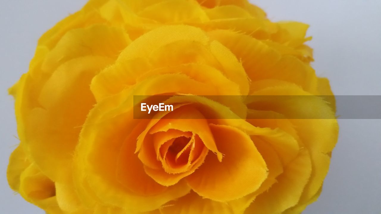 CLOSE-UP OF FLOWER AND YELLOW FLOWERS