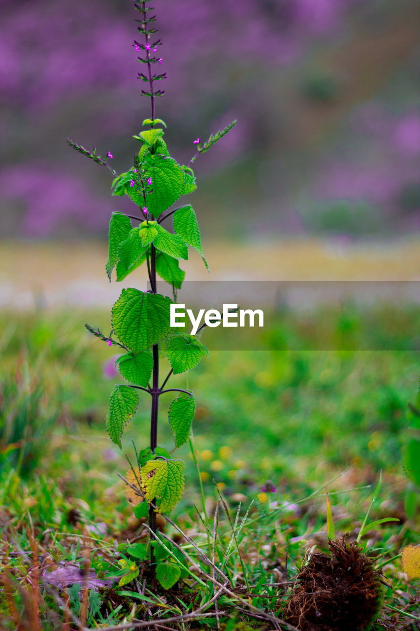 CLOSE-UP OF PLANT IN GRASS