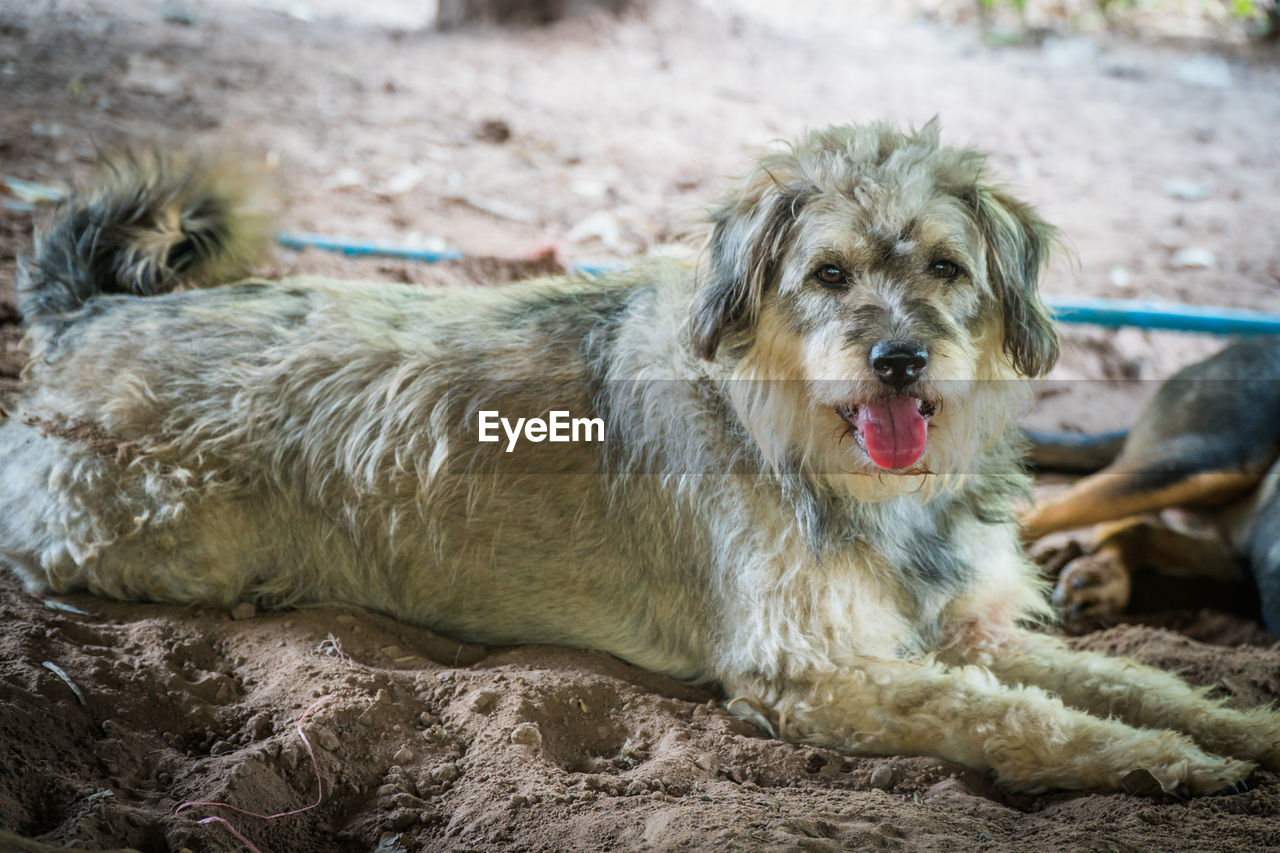 PORTRAIT OF DOG ON ROCK