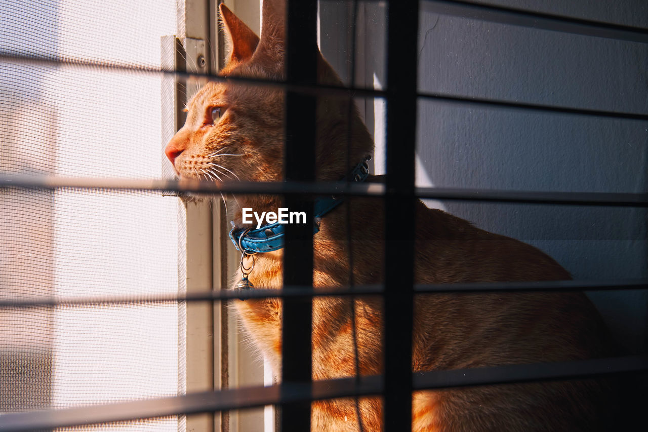 Cat sitting by window