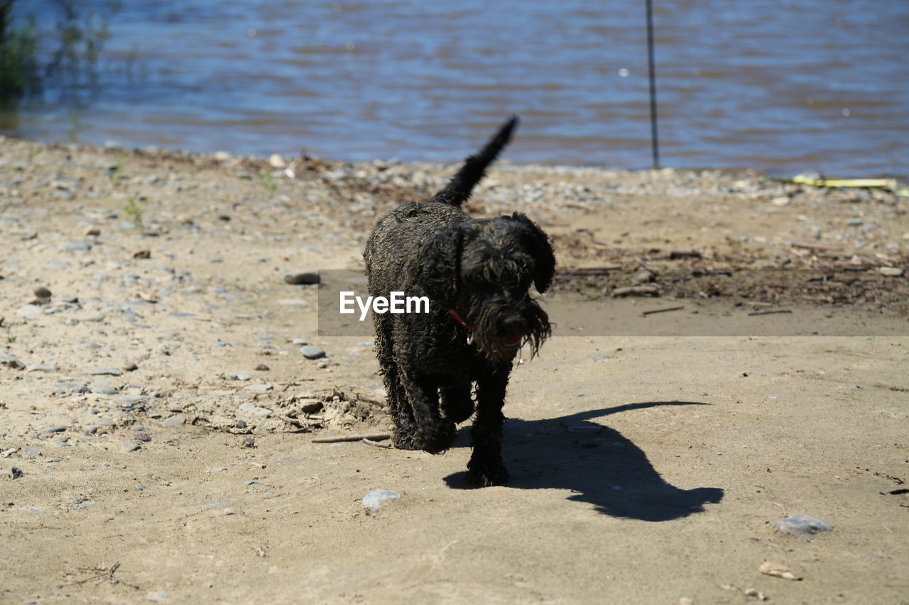 Black dog on beach