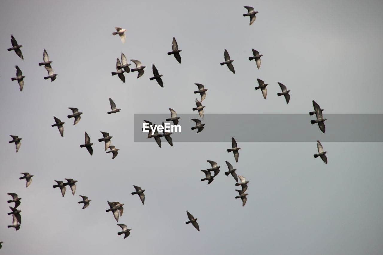 Low angle view of birds flying against sky