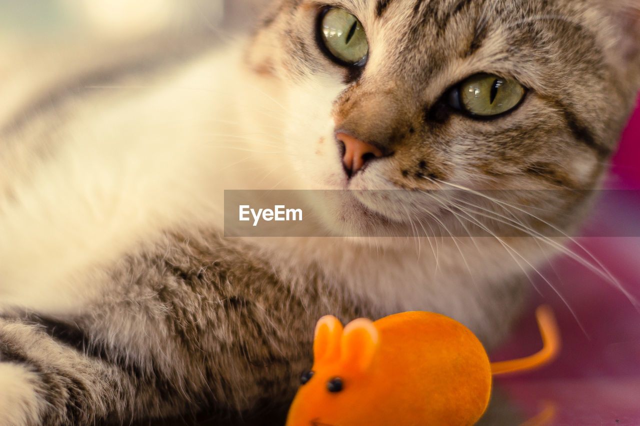 Close-up portrait of a cat