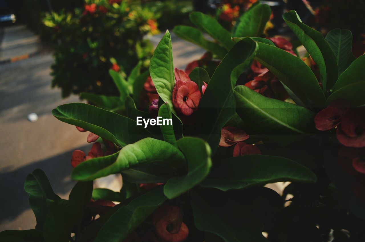 Close-up of flowers blooming outdoors