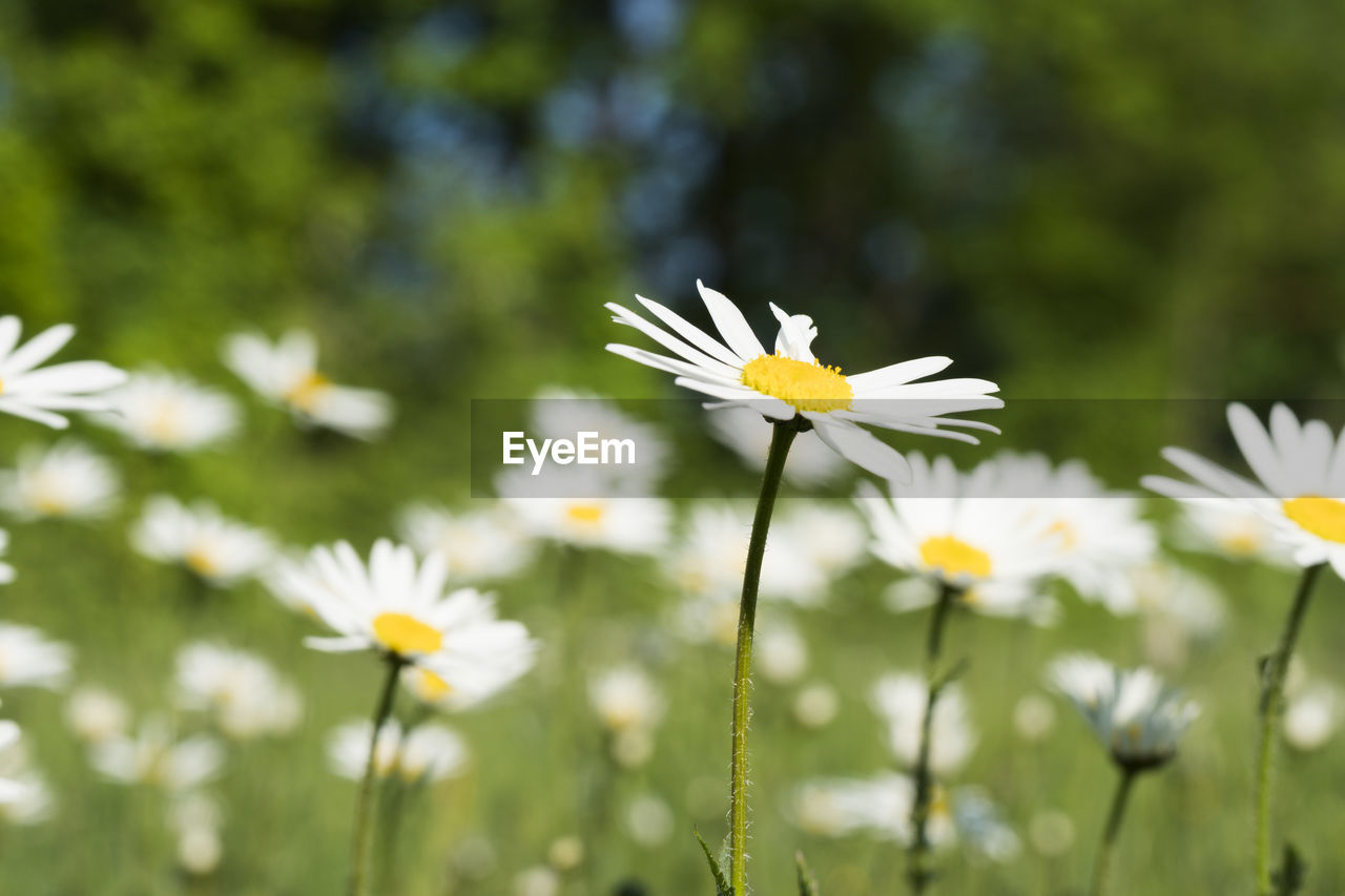 CLOSE-UP OF DAISY FLOWERS ON FIELD