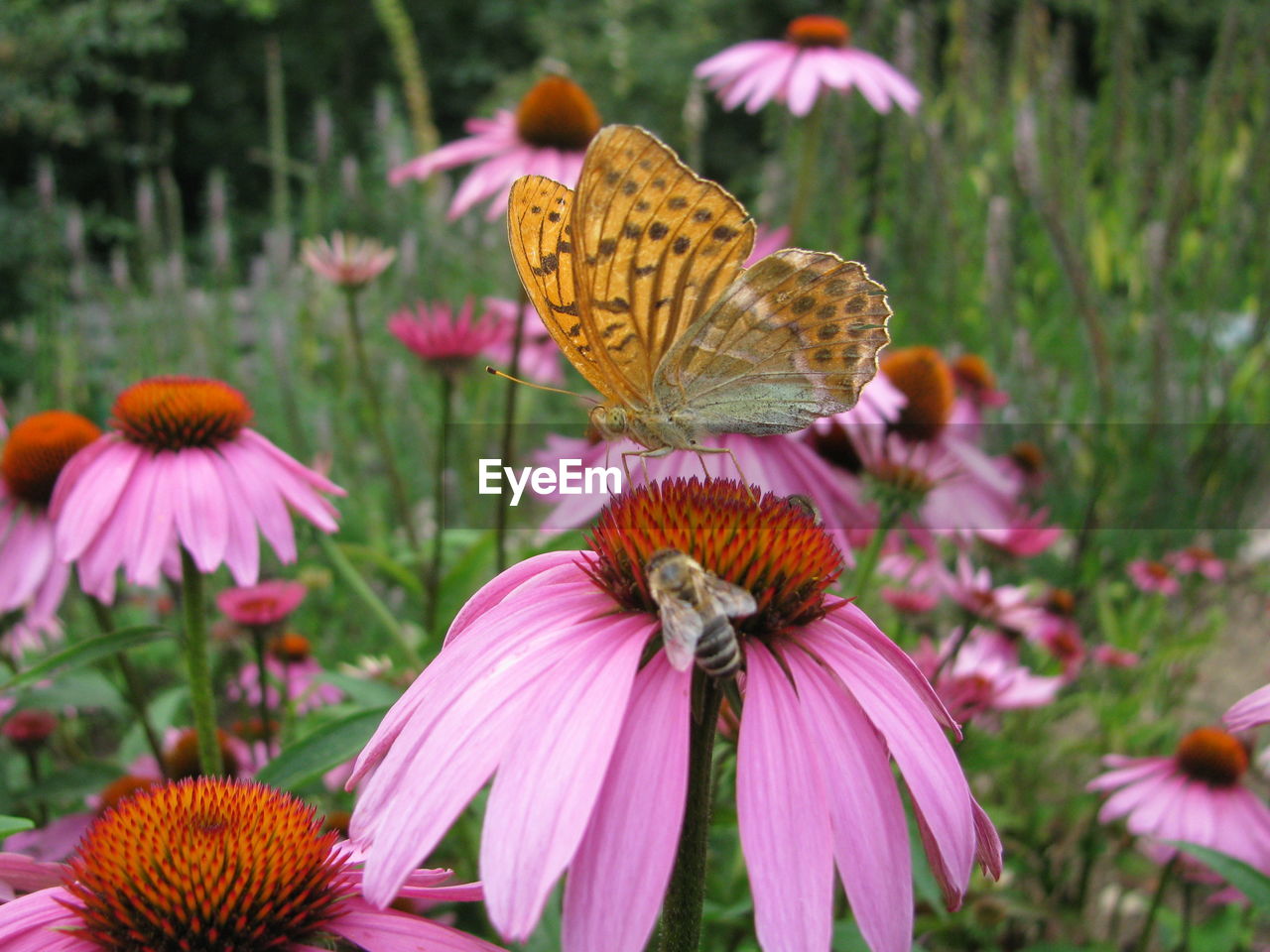 CLOSE-UP OF BUTTERFLY ON PINK FLOWER