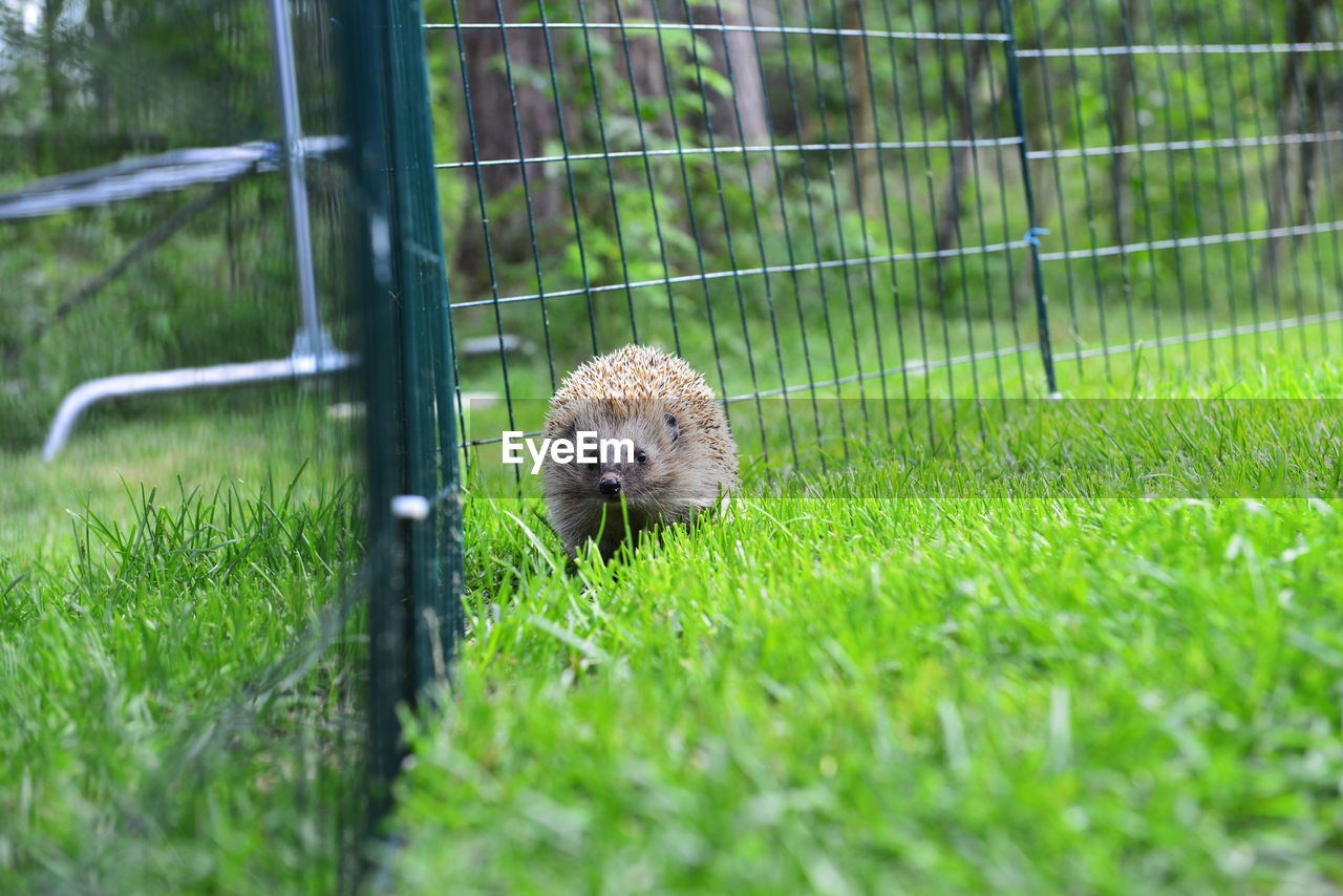 Portrait of hedgehog eating in the yard
