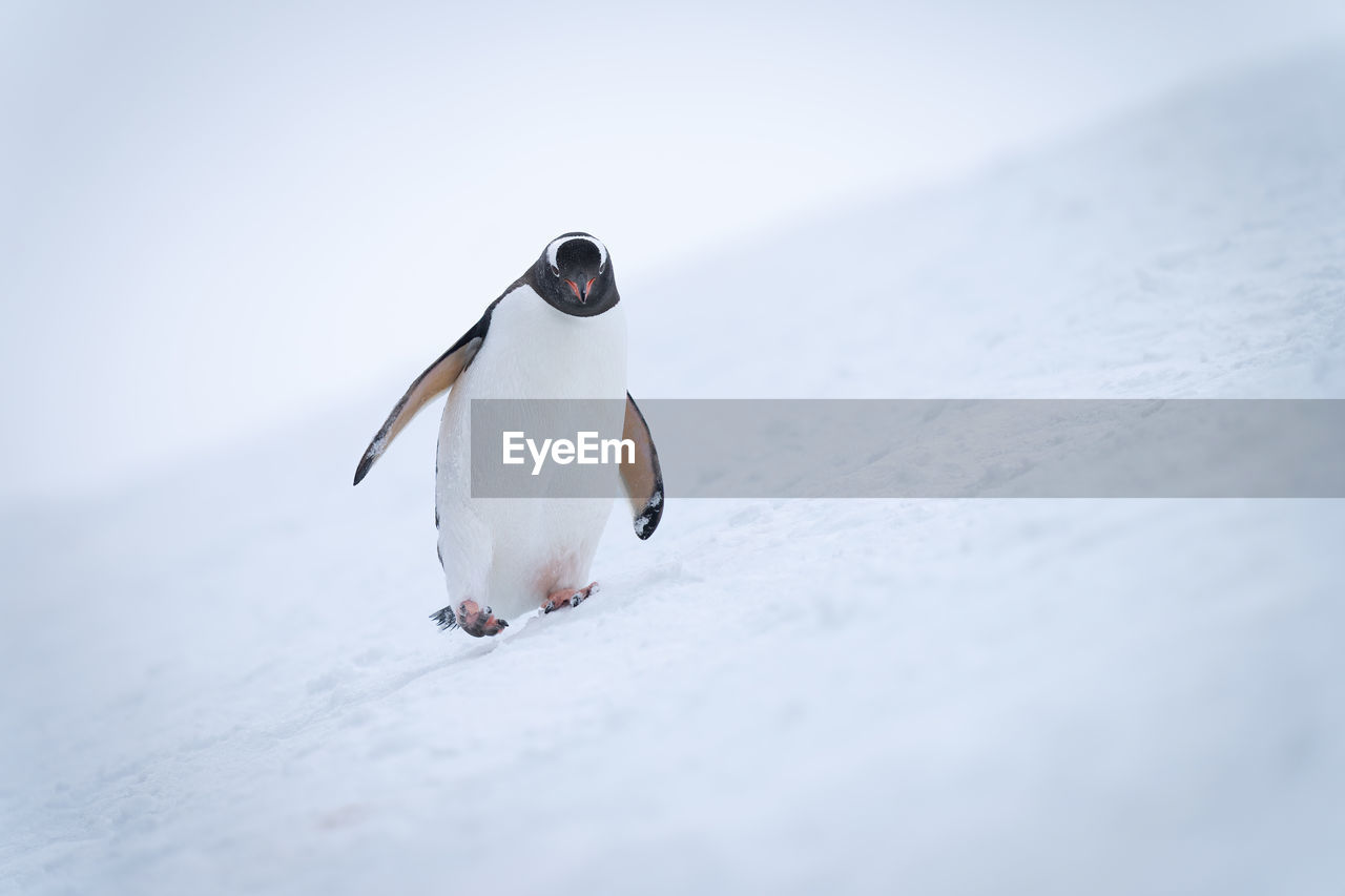 animal themes, animal, snow, animal wildlife, bird, cold temperature, wildlife, winter, one animal, penguin, nature, full length, no people, white, environment, close-up, ice, day, outdoors, frozen, beak, beauty in nature, animal body part