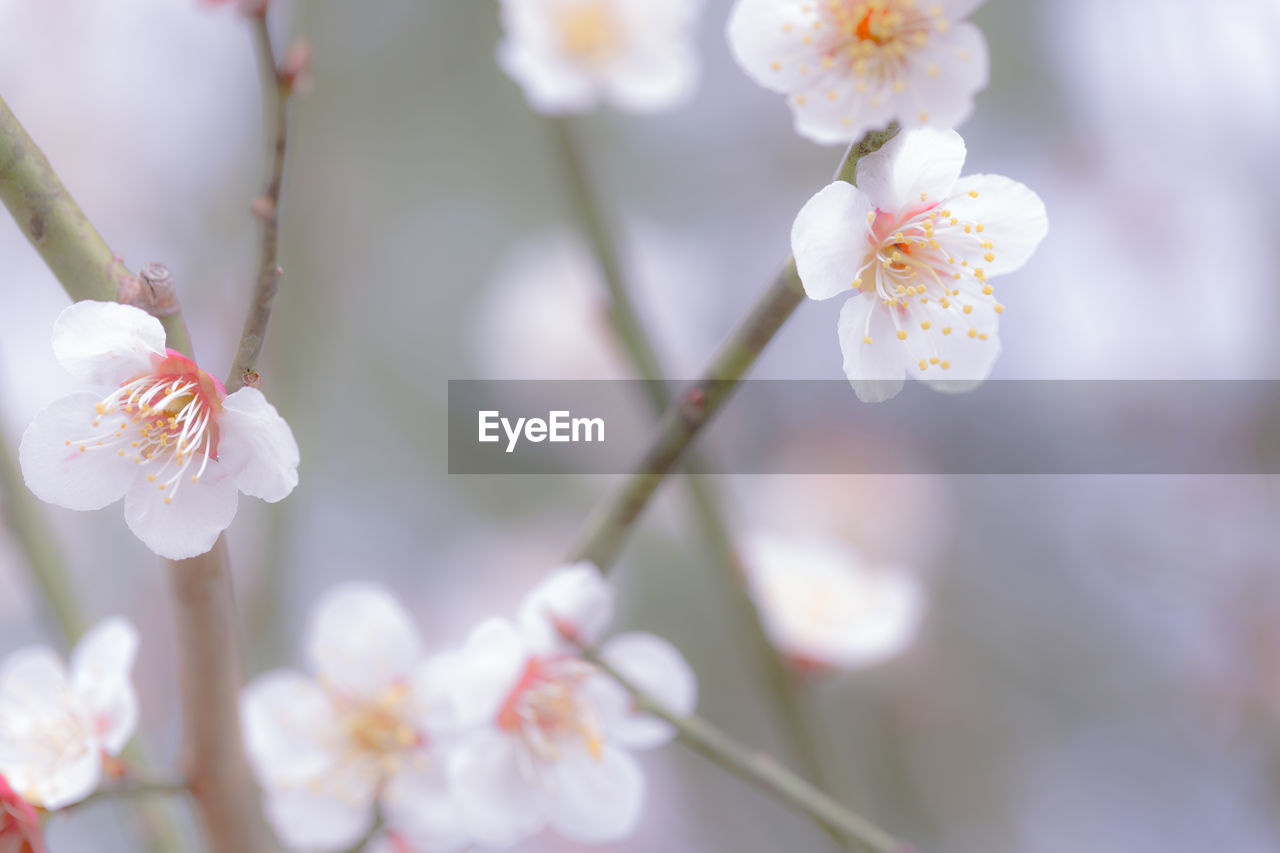 plant, flower, flowering plant, beauty in nature, blossom, freshness, fragility, springtime, tree, growth, nature, close-up, branch, focus on foreground, flower head, white, produce, spring, cherry blossom, twig, inflorescence, fruit, petal, no people, macro photography, food, outdoors, selective focus, day, food and drink, pollen, pink, botany, stamen, tranquility, almond tree, fruit tree, plum blossom, softness, almond, bud, cherry tree