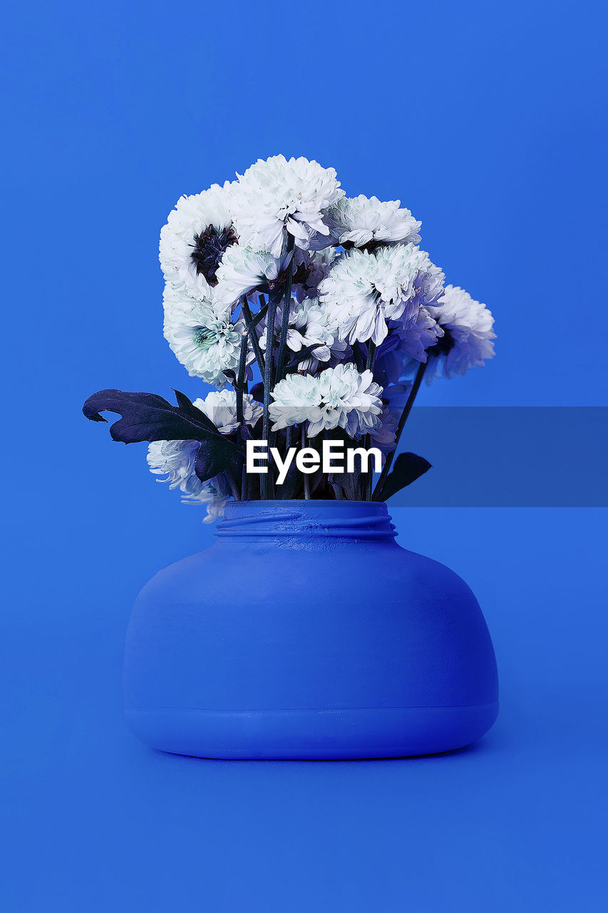 Bouquet chrysanthemums in blue interior. art fashion design. minimalism