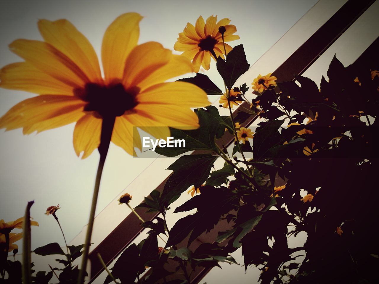 LOW ANGLE VIEW OF YELLOW FLOWERS BLOOMING IN PARK