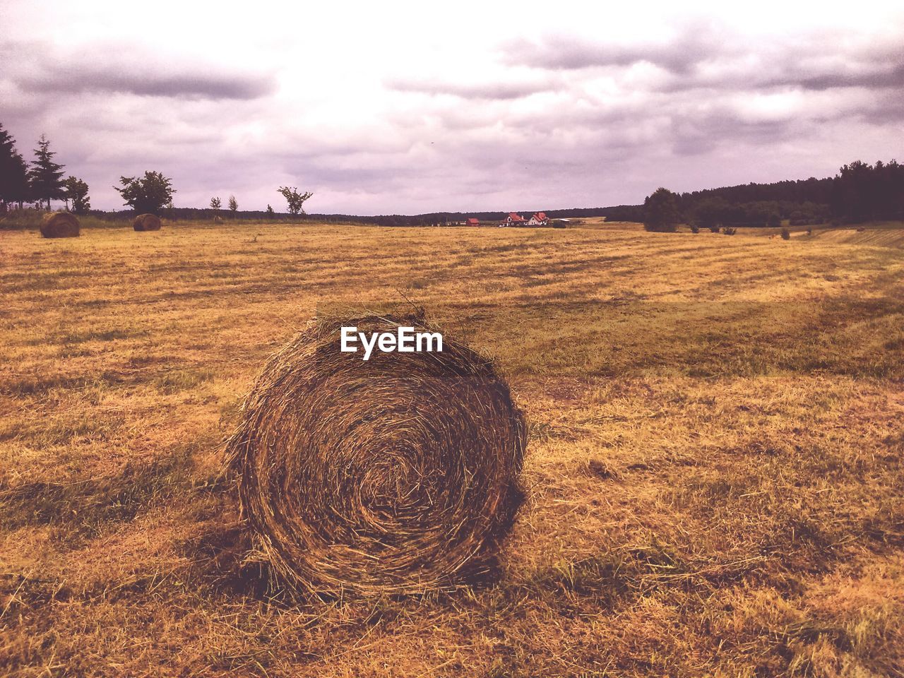 SCENIC VIEW OF HAY FIELD AGAINST SKY