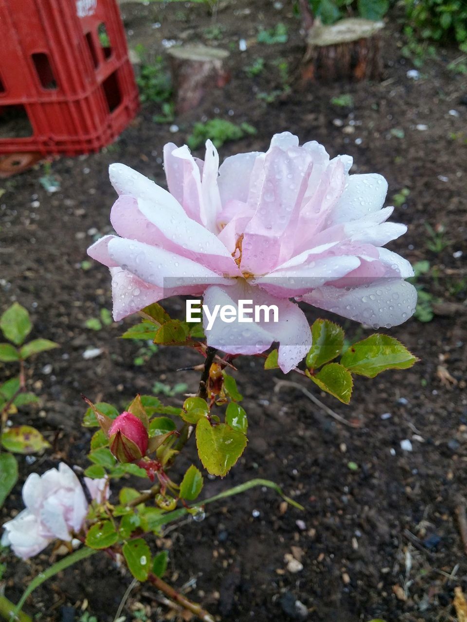 CLOSE-UP OF PINK FLOWERS