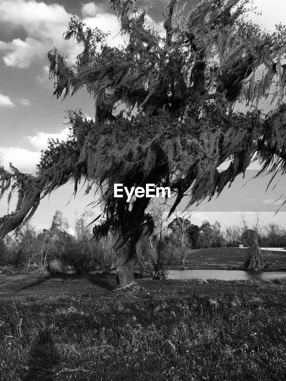 Trees on landscape against cloudy sky