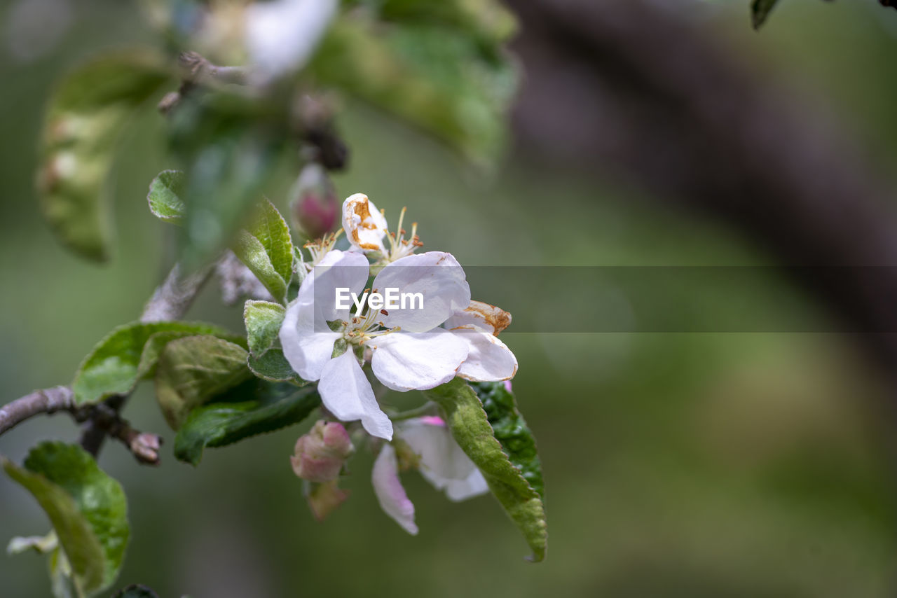 Close-up of apple blossoms on tree