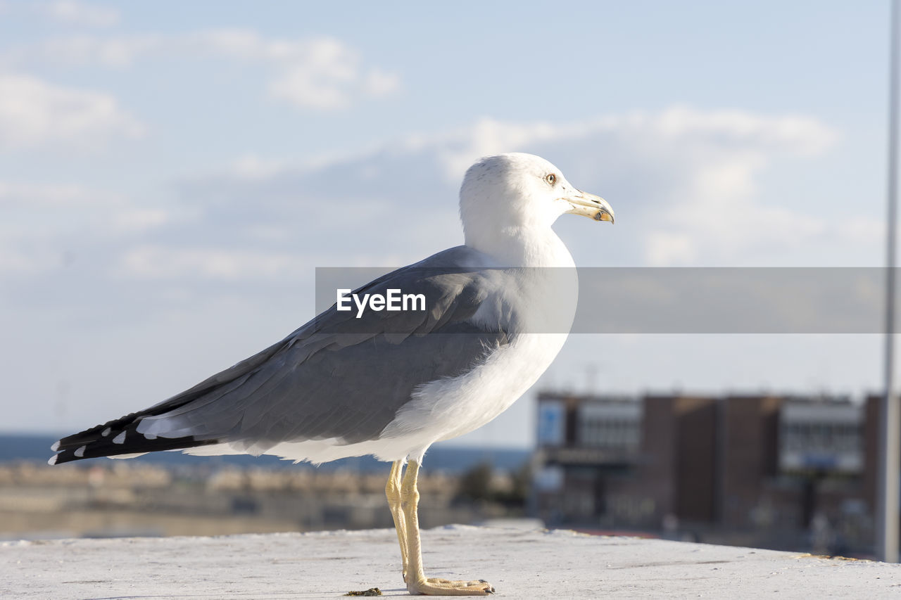 SEAGULL PERCHING ON A SEA