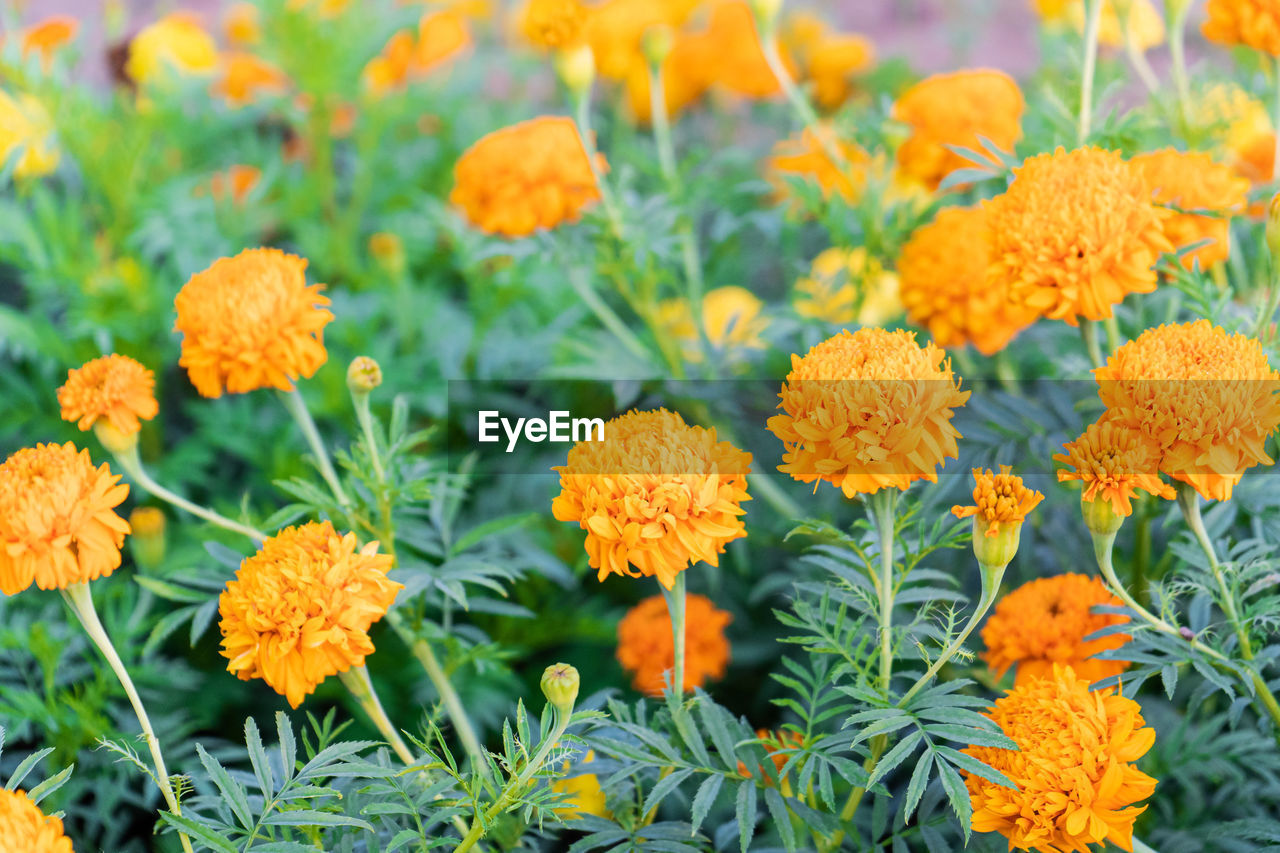 flowering plant, flower, plant, beauty in nature, freshness, herb, nature, growth, close-up, no people, yellow, green, calendula, flower head, fragility, orange color, botany, inflorescence, marigold, outdoors, day, multi colored, plant part, meadow, prairie, petal, leaf, garden, vegetable, food, wildflower, focus on foreground, field, summer, outdoor pursuit, land, flowerbed, medicine