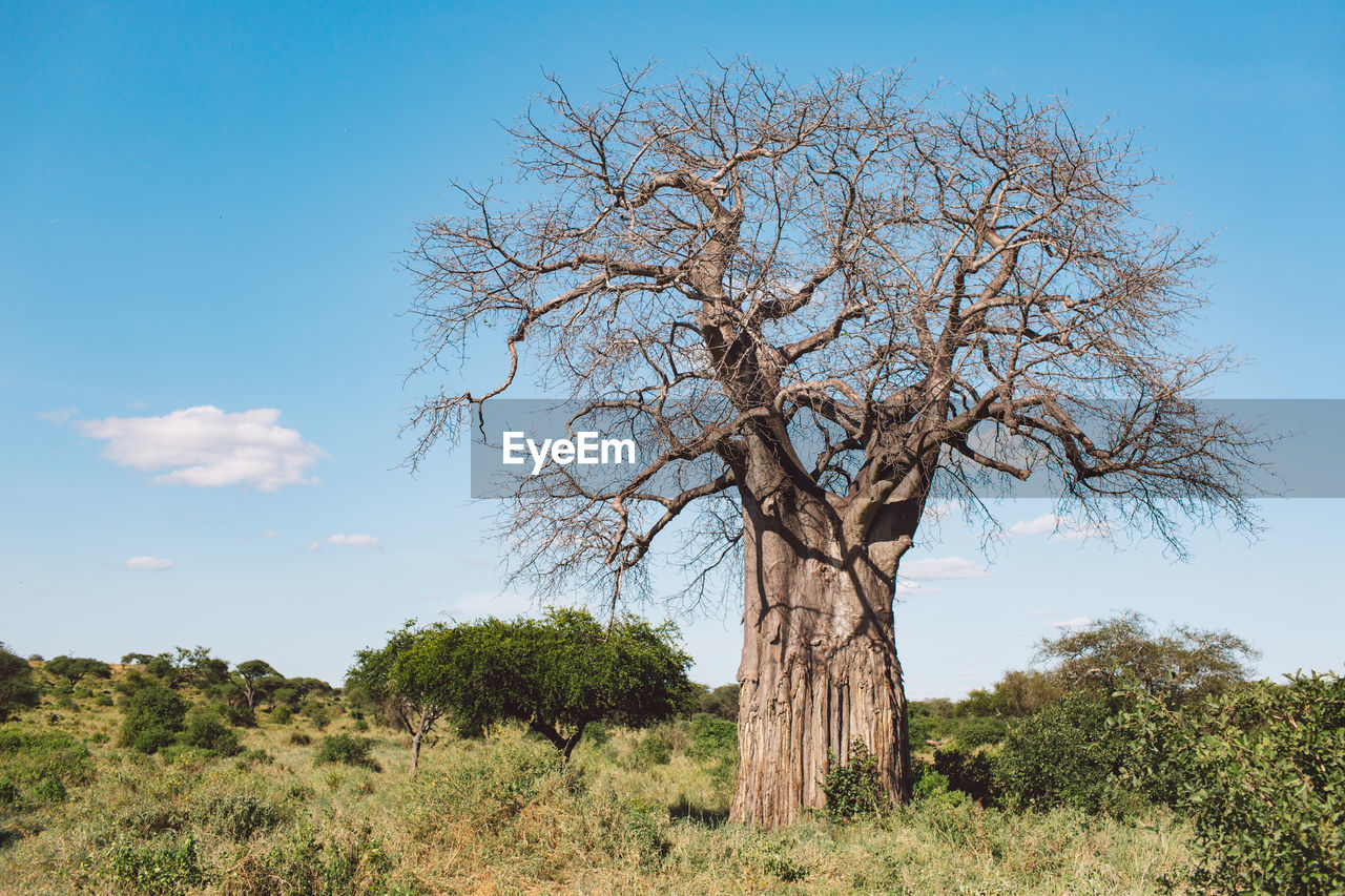 Trees on field against sky