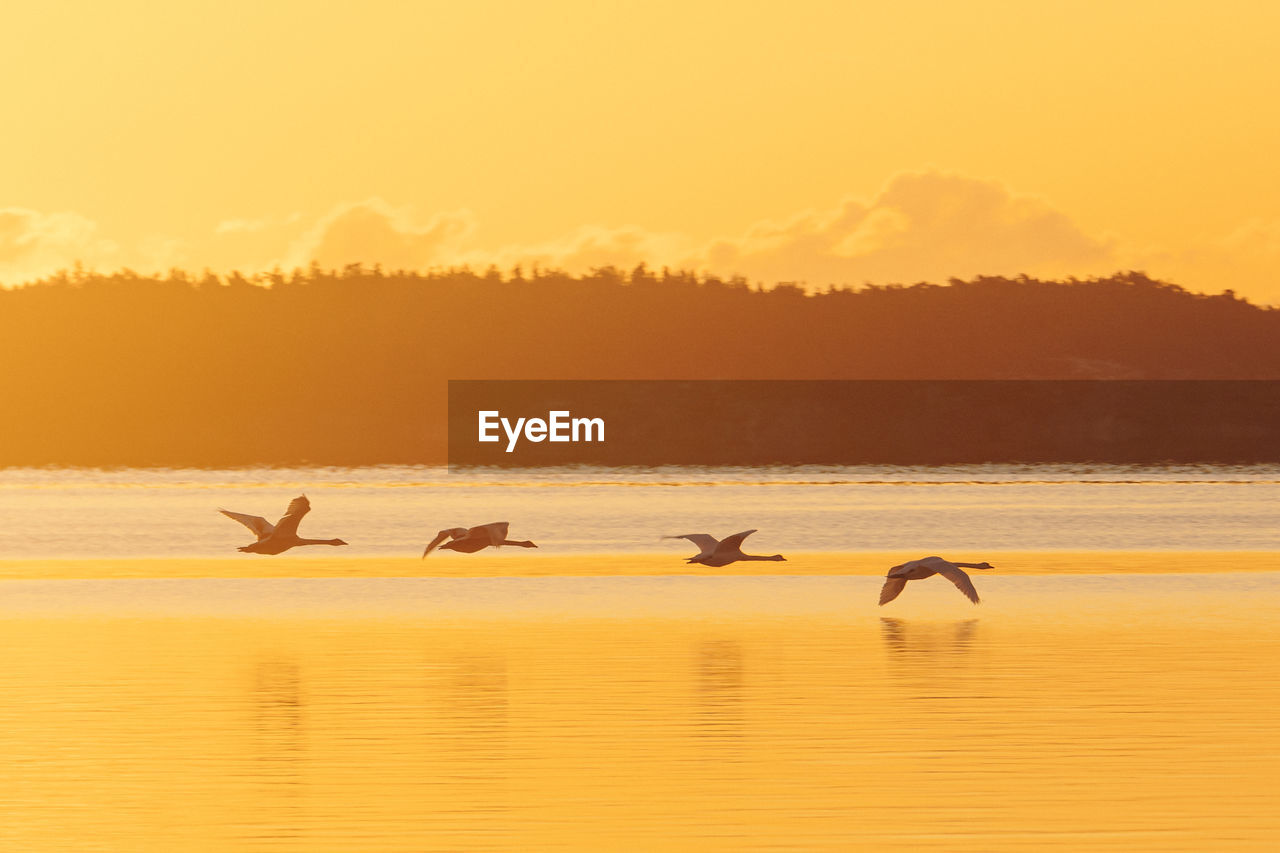 Silhouette birds in sea against orange sky