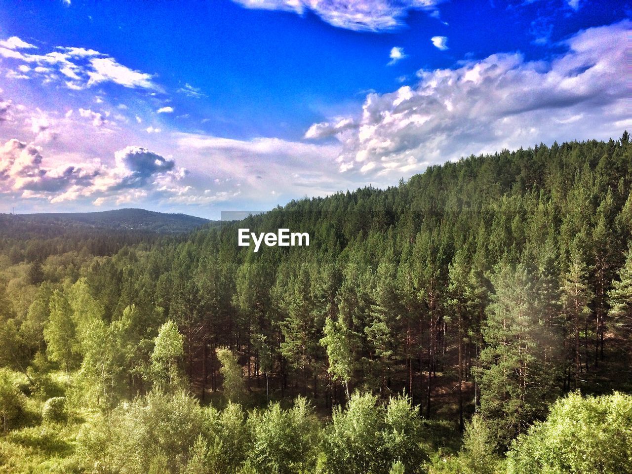 TREES ON FIELD AGAINST CLOUDY SKY