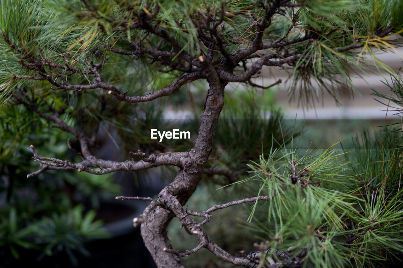 CLOSE-UP OF BRANCH