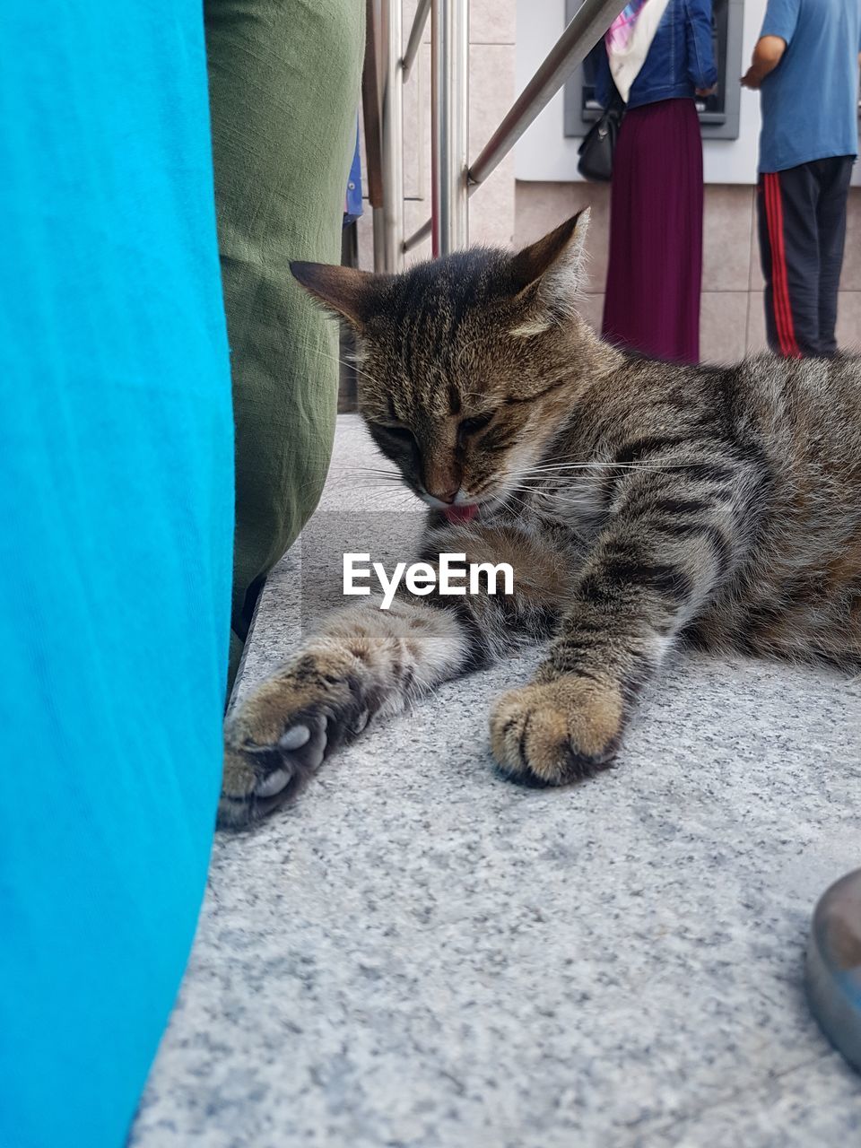 LOW SECTION OF CAT RELAXING ON BLANKET