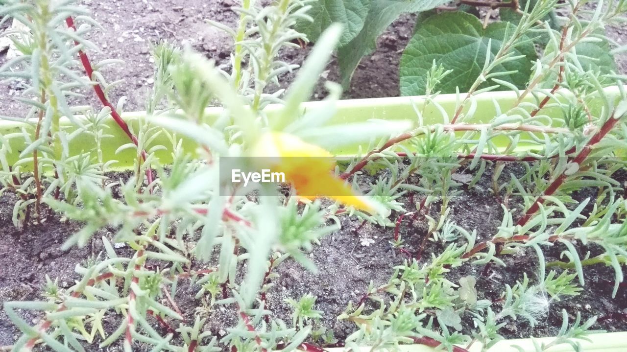 CLOSE-UP OF PLANT