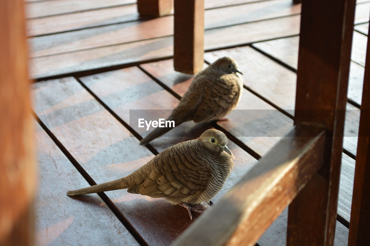 High angle view of mourning doves on floorboard