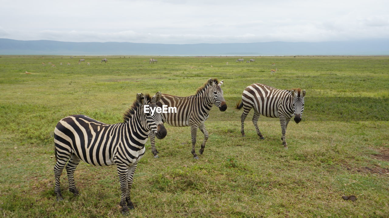 Ngorongoro, tanzania