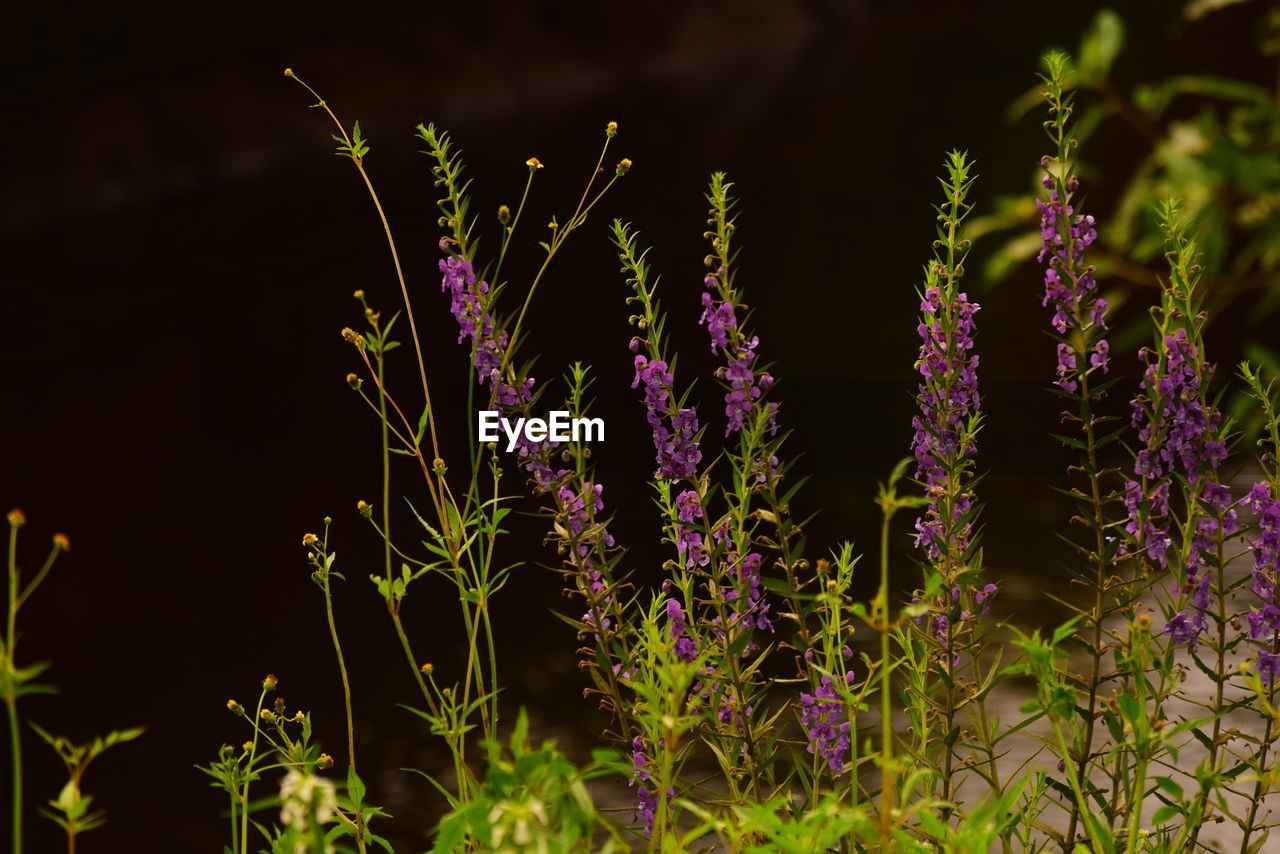 Close-up of purple flowering plants on field