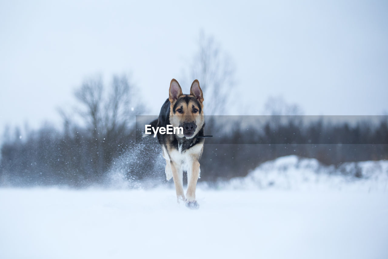 DOG RUNNING IN SNOW