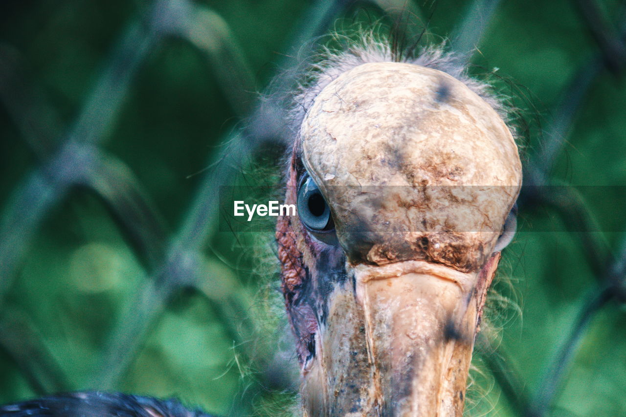 Close-up portrait of a bird